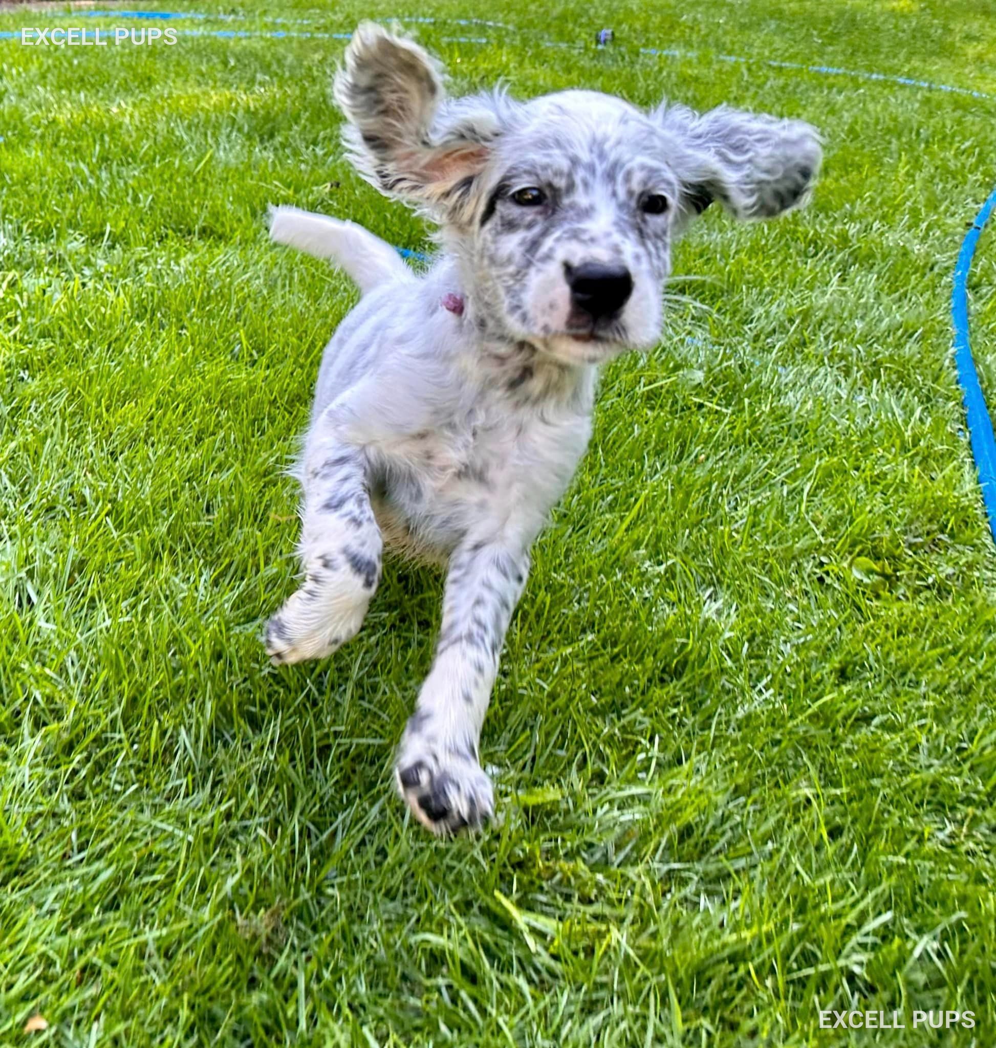 Ruby - English Setter puppy